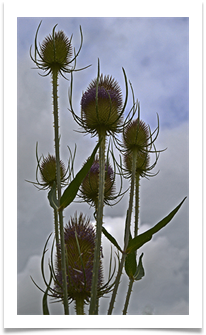 Teasels - Richard Nicholls